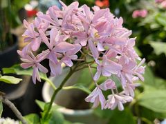 -双季花艺园艺市场(浦东店)