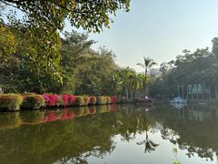 -西双版纳原始森林公园