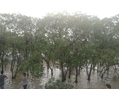 -宝安西湾红树林湿地公园