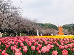 -苏州上方山国家森林公园
