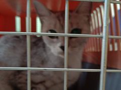 -瑞派福兴宠物医院犬猫全科·骨科·中西医结合(河东店)