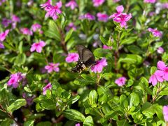 -三亚南山文化旅游区