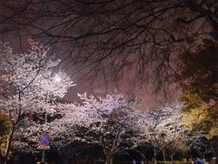 -武汉大学-樱园