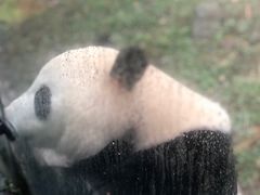 -都江堰中华大熊猫苑