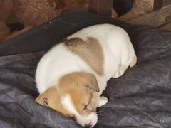 -樂桃源奉贤黄桃种植采摘基地