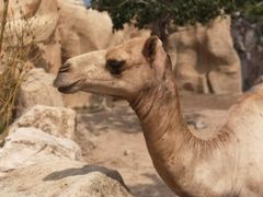 -芽庄珍珠岛游乐园