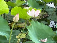 -莲花池公园
