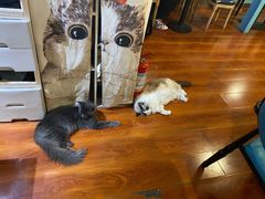 -猫小院猫主题咖啡厅(北锣店)