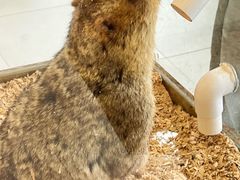 -怪兽屋·羊驼·猫咖·狗咖(俊华广场店)