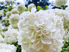 -铁山坪森林公园