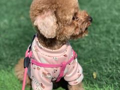 -有宠宠物(YOUCOIN·未来店)