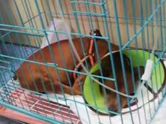 -A猫a狗全科·犬猫异宠·芥西宠物医院(南开总院)
