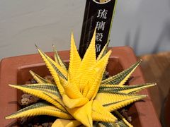 -深圳仙湖植物园