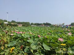 -白洋淀景区
