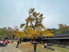 -千年银杏谷文化旅游区
