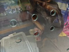 -FAELING PETS美天灵宠物(富力广场店)