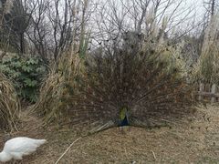 -宁波杭州湾国家湿地公园
