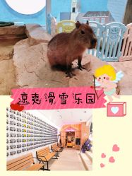 -Mr·Kuma酷么先生雪之乐园