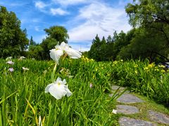 -上海共青森林公园