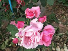 -梨木台悦来客农家院