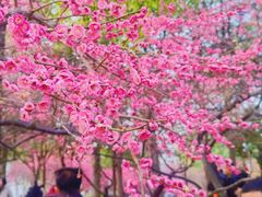 -橘子洲景区