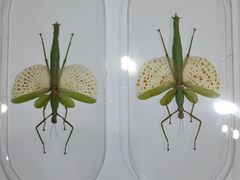 -上海昆虫博物馆