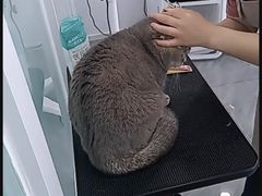 -爱洗澡的猫(望京店)