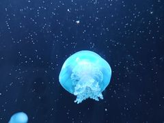 -欢乐海岸海洋奇梦馆