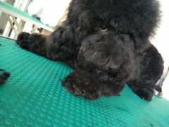 -优缇多格专业宠物美容师培训学校