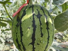 -庞各庄翠芳园西瓜蔬菜基地采摘园