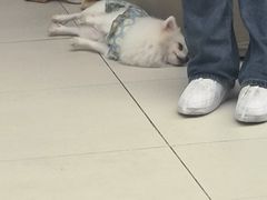 -怪兽屋·羊驼·猫咖·狗咖(俊华广场店)