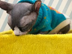 -糯米喵星人·撸猫猫舍咖啡馆(西市场嘉华店)