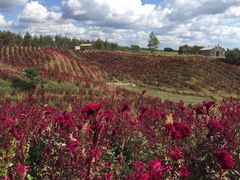 -北纬44度·金珠花海休闲农业旅游景区