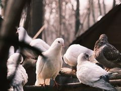 -音乐台