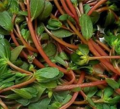 -姜美堂·蒸姜除湿の纤体美颜馆