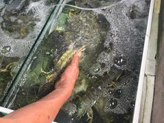 -拉威海鲜市场