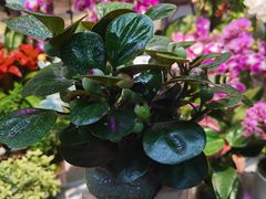 -花鸟鱼虫鲜花绿植市场(玉泉路店)