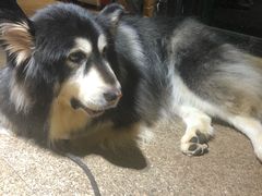 -more than meow吴止猫主题餐厅(承德 中船汇店)