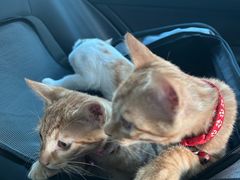 -贝康宠物医院·犬猫全科·小动物特色诊疗中心(东环路店)