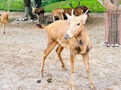 -北京野生动物园