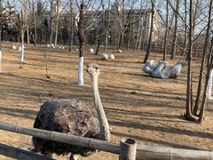 -大连森林动物园