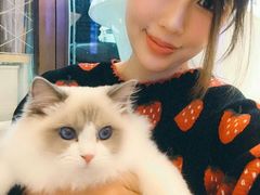 -momokira米努特·德文卷毛猫·棉花面纱犬