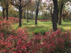 -上海长兴岛郊野公园