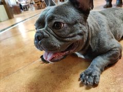 -more than meow吴止猫主题餐厅(承德 中船汇店)