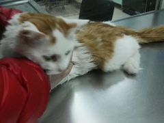 -康乐宝动物医院