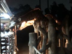 -清迈夜间动物园