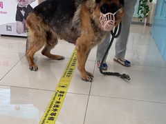 -北京观赏动物医院·24小时大型综合·猫专科·异宠专科