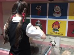 -毛绒耶耶撸宠馆·猫咖·狗咖·荷兰猪咖