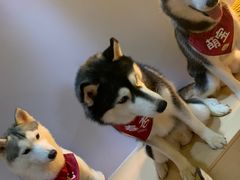 -Husky Go! 哈士奇体验馆·宠物咖啡厅狗咖