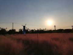 -鹅湖玫瑰文化园